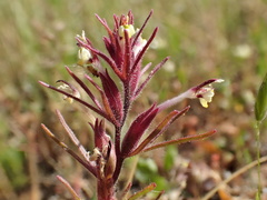 Triphysaria micrantha