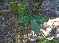 Drymoanthus flavus