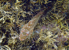 Pseudoblennius percoides