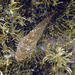 Pseudoblennius - Photo (c) kuroshio, some rights reserved (CC BY-NC), uploaded by kuroshio