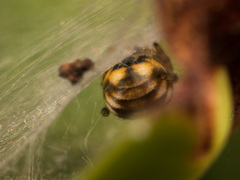 Araneus ejusmodi