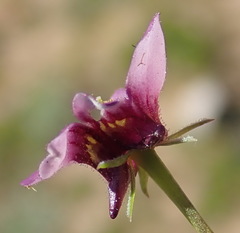 Diascia maculata