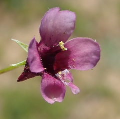 Diascia maculata