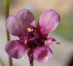 Diascia maculata
