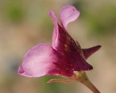 Diascia maculata