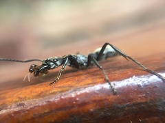 Neoponera
