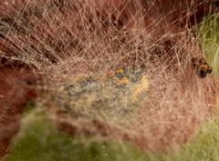Araneus ejusmodi