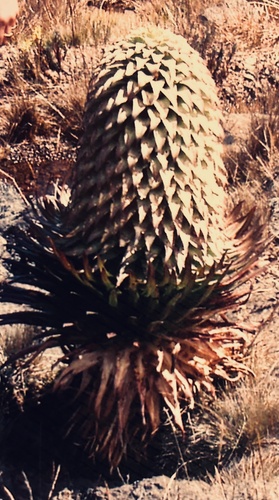 Lobelia deckenii, photograph 3