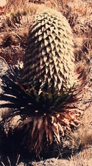 Lobelia deckenii, photograph (c) Christina, some rights reserved (CC BY)