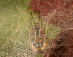 Araneus ejusmodi