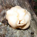 Trichoderma peltatum - Photo (c) Gordon C. Snelling, algunos derechos reservados (CC BY), subido por Gordon C. Snelling