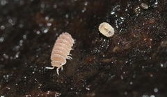 Reductoniscus costulatus