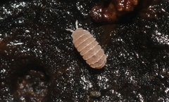 Reductoniscus costulatus