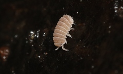 Reductoniscus costulatus