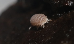 Reductoniscus costulatus