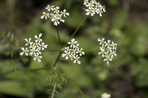 Large-fruited Pignut (Geocaryum macrocarpum)