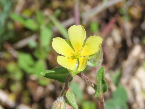Willowleaf frostweed (Helianthemum salicifolium)
