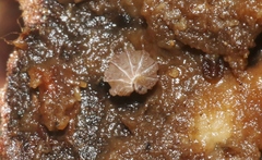 Reductoniscus costulatus