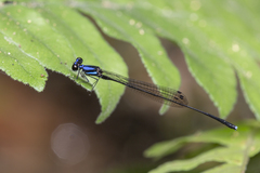 Prodasineura collaris