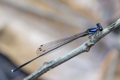 Prodasineura collaris