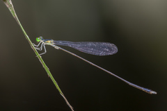 Amphicnemis gracilis