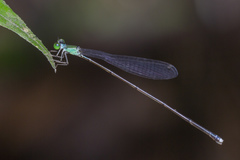 Amphicnemis gracilis