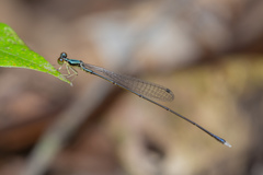 Amphicnemis gracilis