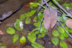 Cryptocoryne griffithii