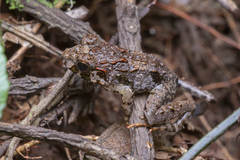 Limnonectes malesianus