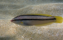 Multicolorfin Rainbowfish photo 4