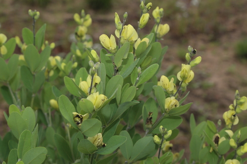 Image of Baptisia nuttalliana by (c) Reid Hardin, some rights reserved (CC BY)