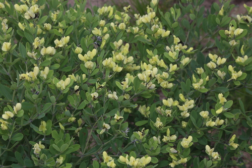 Image of Baptisia nuttalliana by (c) Reid Hardin, some rights reserved (CC BY)