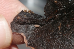 Reductoniscus costulatus