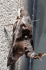 Macroglossum pyrrhosticta