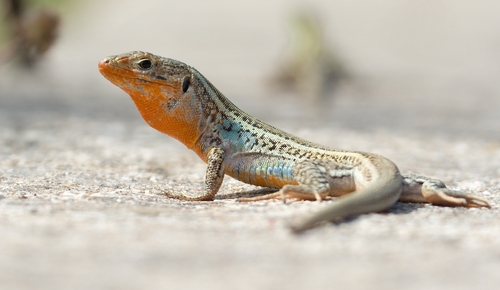 Peloponnese Wall Lizard, photo 4 of 9