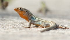 Peloponnese Wall Lizard photo 4