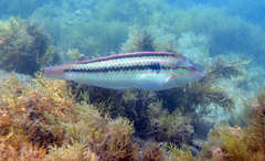 Multicolorfin Rainbowfish photo 3