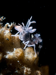 Harlequin shrimp