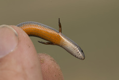 Chernov's Skink photo 2