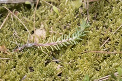 Petrosedum tenuifolium, photograph Eleftherios Katsillis, CC BY, iNaturalist via GBIF