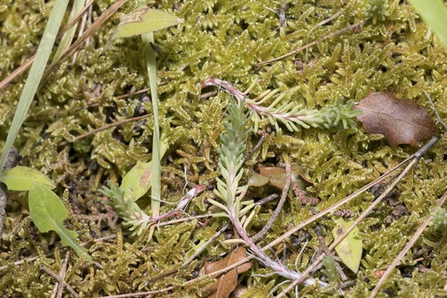 Petrosedum tenuifolium, photograph 2