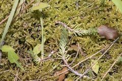 Petrosedum tenuifolium, photograph Eleftherios Katsillis, CC BY, iNaturalist via GBIF