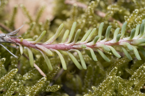 Petrosedum tenuifolium, photograph 3