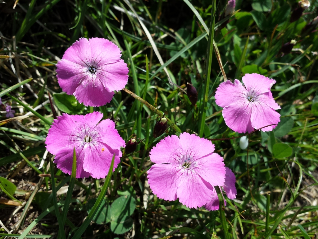Alpine pink