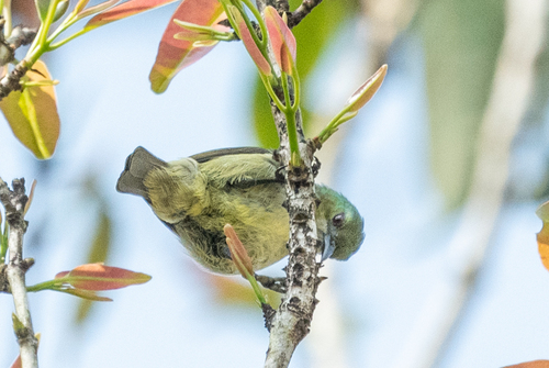 iNaturalist image