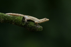 Kotschy's Gecko photo 3