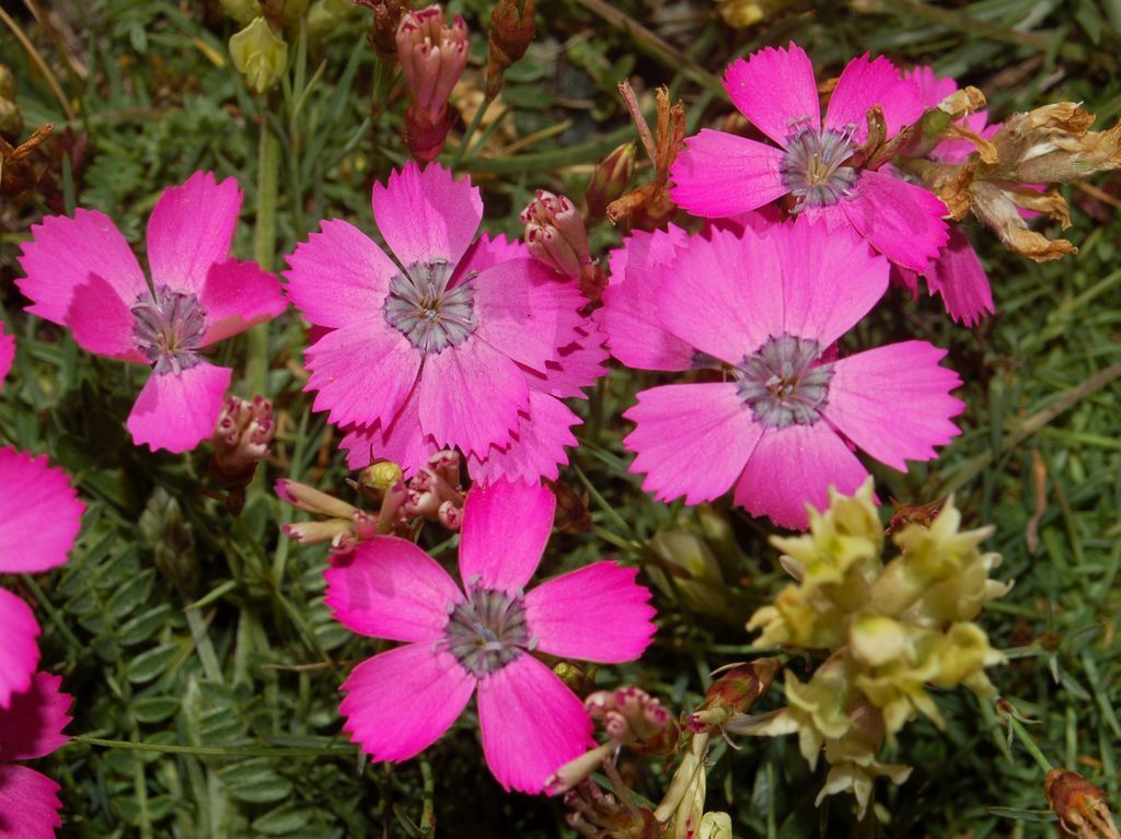 Peacock-eye Pink