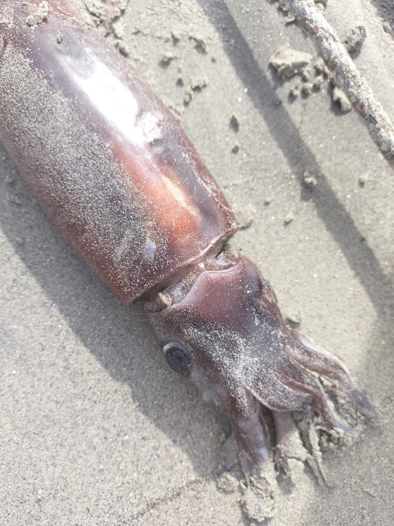 Orangeback Flying Squid