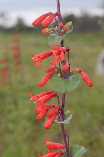 Image of Penstemon murrayanus by (c) Reid Hardin, some rights reserved (CC BY)