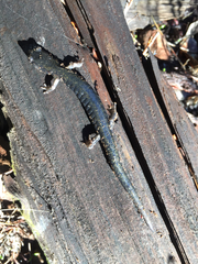 Aneides flavipunctatus